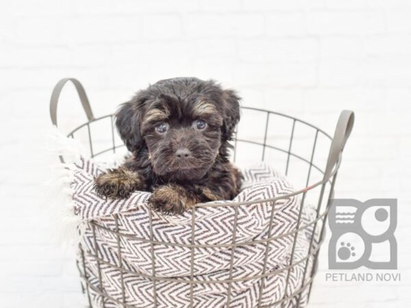 Hava Poo DOG Male BLK SILVER 33055 Petland Novi, Michigan