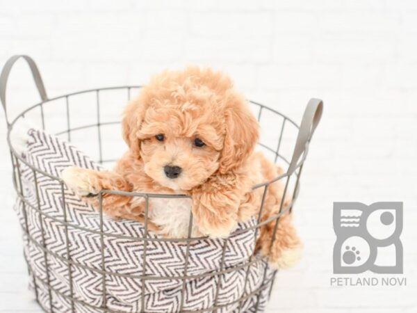 Malti Poo-DOG-Male-RED-33056-Petland Novi, Michigan