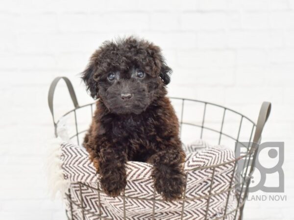 Poodle-DOG-Male-BLK-33058-Petland Novi, Michigan