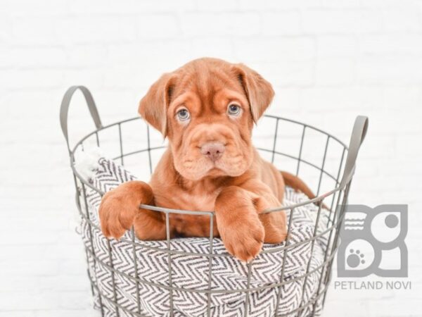 Mini Hippo-DOG-Male-RED-33059-Petland Novi, Michigan