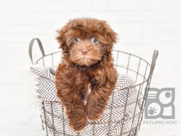 Havanese DOG Female CHOC WHITE 33060 Petland Novi, Michigan