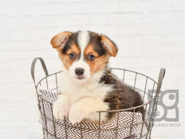 Pembroke Welsh Corgi DOG Male Tri 33061 Petland Novi, Michigan