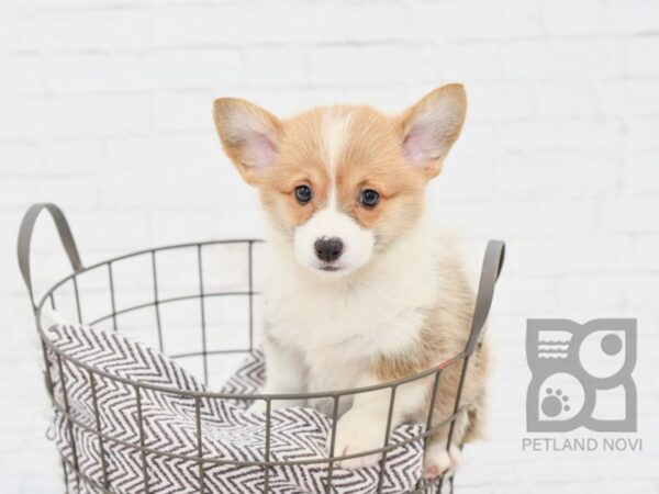 Pembroke Welsh Corgi-DOG-Female-Sable-33062-Petland Novi, Michigan