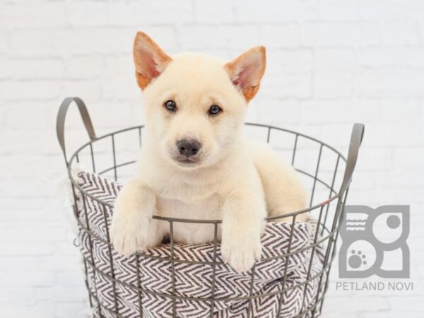 Shiba Inu DOG Male Cream 33064 Petland Novi, Michigan