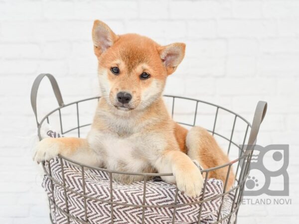 Shiba Inu DOG Female Red 33065 Petland Novi, Michigan