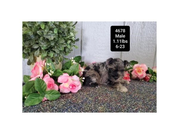 Miniature Schnauzer-DOG-Male-Blue Merle-33068-Petland Novi, Michigan