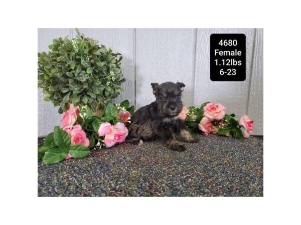 Miniature Schnauzer-DOG-Female-Salt / Pepper-33067-Petland Novi, Michigan