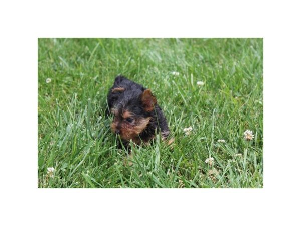 Yorkshire Terrier DOG Male Black / Tan 33070 Petland Novi, Michigan