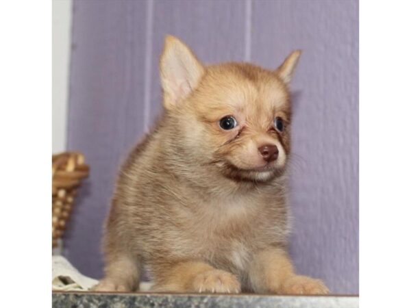 Pomsky 2nd Gen-DOG-Female-Red-33069-Petland Novi, Michigan