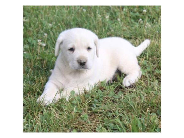 Labrador Retriever DOG Male Yellow 33072 Petland Novi, Michigan