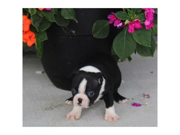 Boston Terrier DOG Female Black / White 33071 Petland Novi, Michigan