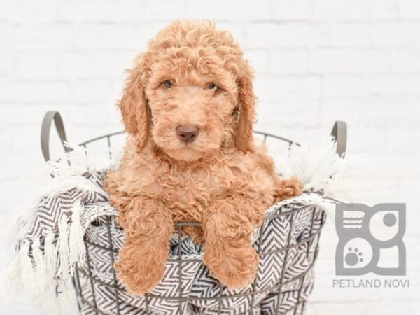 Goldendoodle DOG Female Red 33073 Petland Novi, Michigan