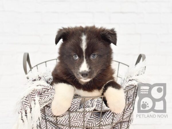 Mini Husky-DOG-Male-BLK SILVER-33074-Petland Novi, Michigan