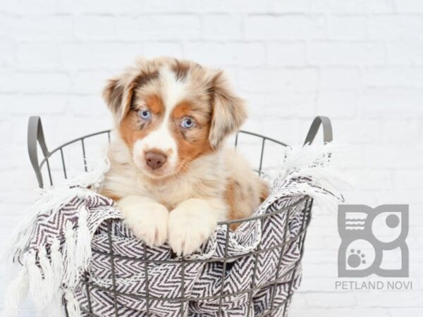 Miniature Australian Shepherd-DOG-Female-RED MERLE-33075-Petland Novi, Michigan