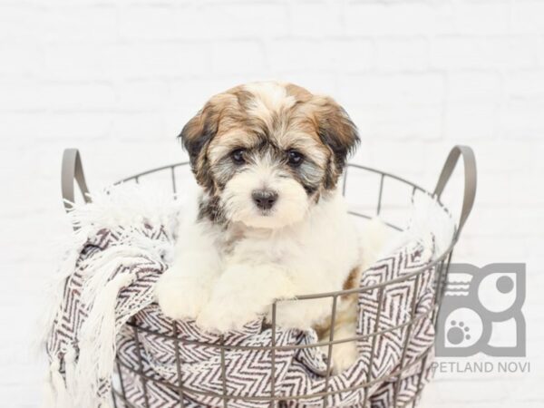 Havanese DOG Male PARTI 33077 Petland Novi, Michigan