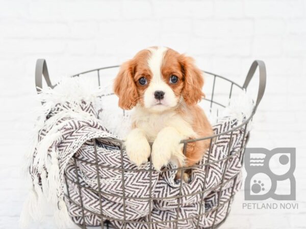 Cavalier King Charles Spaniel-DOG-Female-BLENHEIM-33079-Petland Novi, Michigan