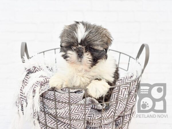 Shih Tzu DOG Female Brindle 33081 Petland Novi, Michigan