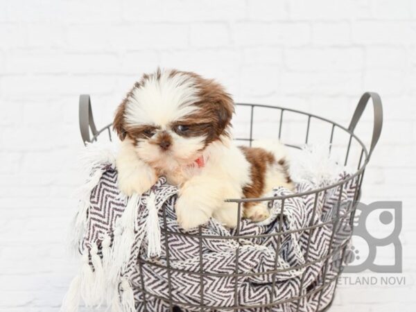 Shih Tzu DOG Female Liver & White 33082 Petland Novi, Michigan