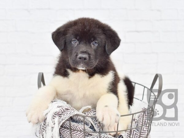 Akita DOG Male Black & White 33083 Petland Novi, Michigan