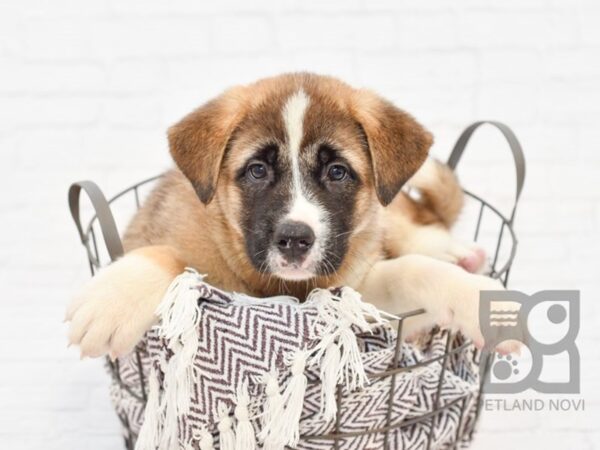 Akita DOG Female Sable & White 33084 Petland Novi, Michigan