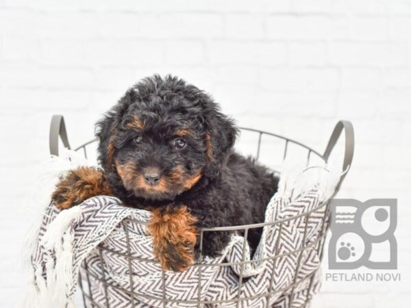 Yorkie Poo-DOG-Female-BLK TAN-33078-Petland Novi, Michigan