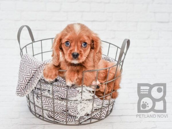 Cavalier King Charles Spaniel DOG Male Ruby 33086 Petland Novi, Michigan