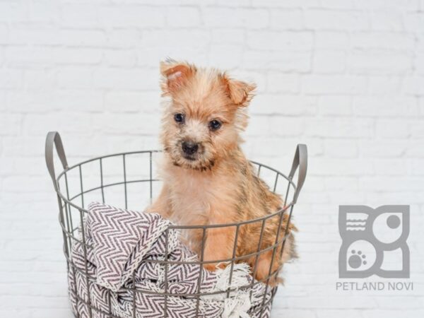 Cairn Terrier-DOG-Female-Wheaten-33087-Petland Novi, Michigan