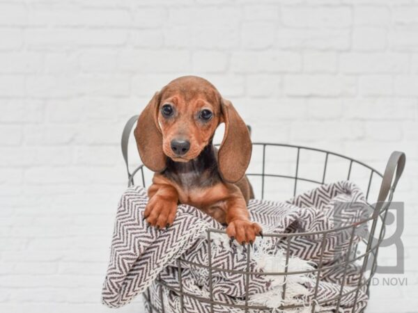 Dachshund-DOG-Female-Red-33088-Petland Novi, Michigan