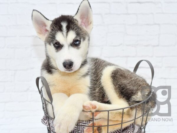 Siberian Husky DOG Male Black / White 33089 Petland Novi, Michigan