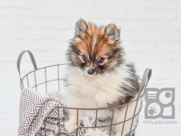 Pomeranian DOG Male Sable 33090 Petland Novi, Michigan