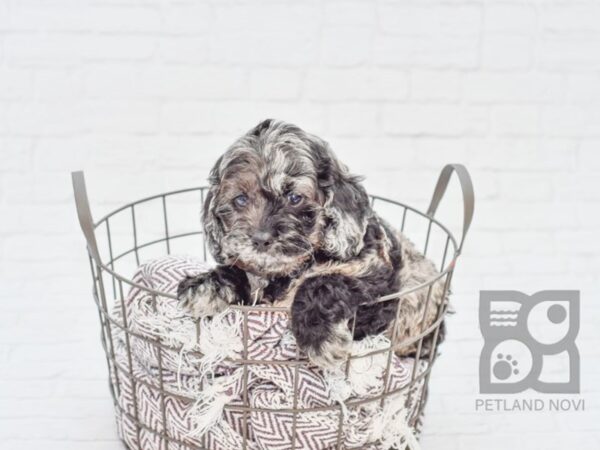 Cockapoo DOG Female BLUE MERLE 33091 Petland Novi, Michigan