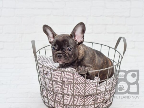 French Bulldog DOG Male BRINDLE 33092 Petland Novi, Michigan