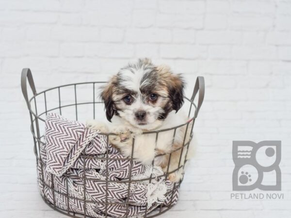 Teddy Bear-DOG-Male-BRN WH-33094-Petland Novi, Michigan