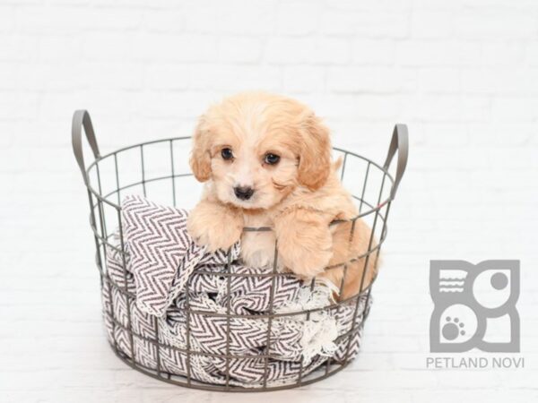 Cavachon DOG Male RUBY 33095 Petland Novi, Michigan