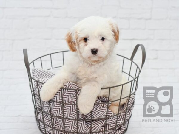 Cavachon DOG Male Blienhiem 33096 Petland Novi, Michigan