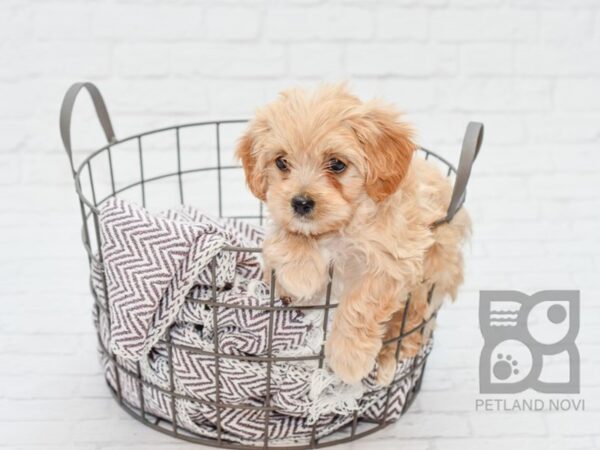 Cavachon DOG Male RUBY 33097 Petland Novi, Michigan