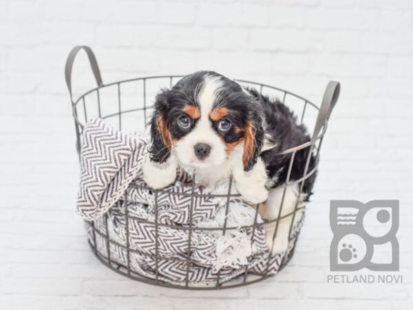 Cavalier King Charles Spaniel-DOG-Male-TRI-33098-Petland Novi, Michigan