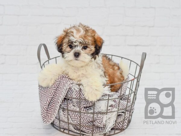 Shih Poo DOG Male Gold & White 33100 Petland Novi, Michigan