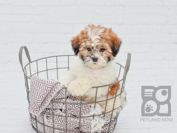 Shih Poo DOG Female Gold & White 33101 Petland Novi, Michigan