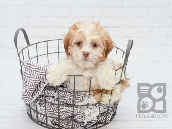 Hava Tzu-DOG-Male-Liver & White-33102-Petland Novi, Michigan