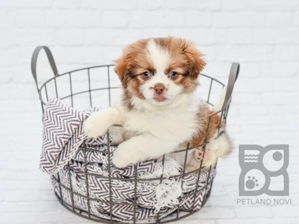 Hava Tzu-DOG-Female-Liver & White-33103-Petland Novi, Michigan