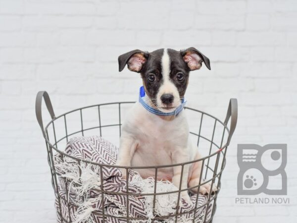 Jack Rat Terrier DOG Male Black & White 33104 Petland Novi, Michigan