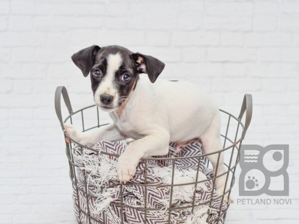 Jack Rat Terrier DOG Male Black & White 33105 Petland Novi, Michigan