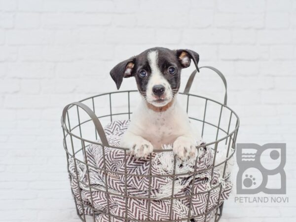 Jack Rat Terrier DOG Male Black & White 33106 Petland Novi, Michigan