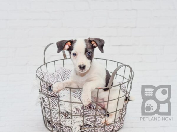 Jack Rat Terrier-DOG-Female-Black & White-33107-Petland Novi, Michigan