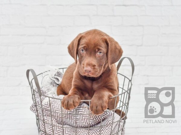 Labrador Retriever DOG Female Chocolate 33108 Petland Novi, Michigan