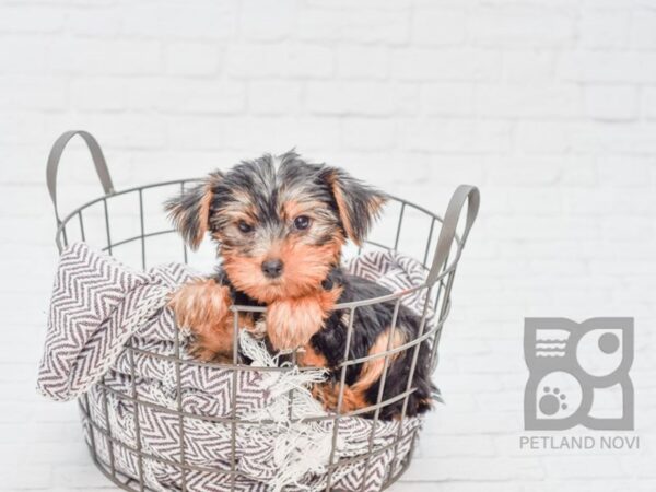 Yorkshire Terrier DOG Male Black & Tan 33109 Petland Novi, Michigan