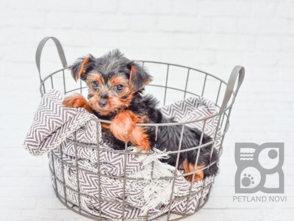 Yorkshire Terrier DOG Female Black & Tan 33110 Petland Novi, Michigan