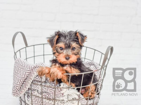 Yorkshire Terrier DOG Female Black & Tan 33111 Petland Novi, Michigan