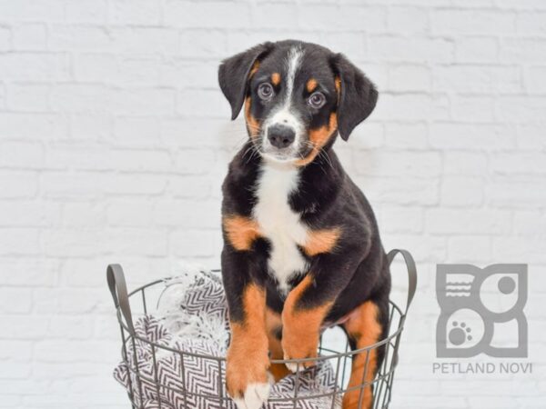 Blue Bernese (Bernese Mountain Dog/Blue Heeler) DOG Male Tri 33112 Petland Novi, Michigan